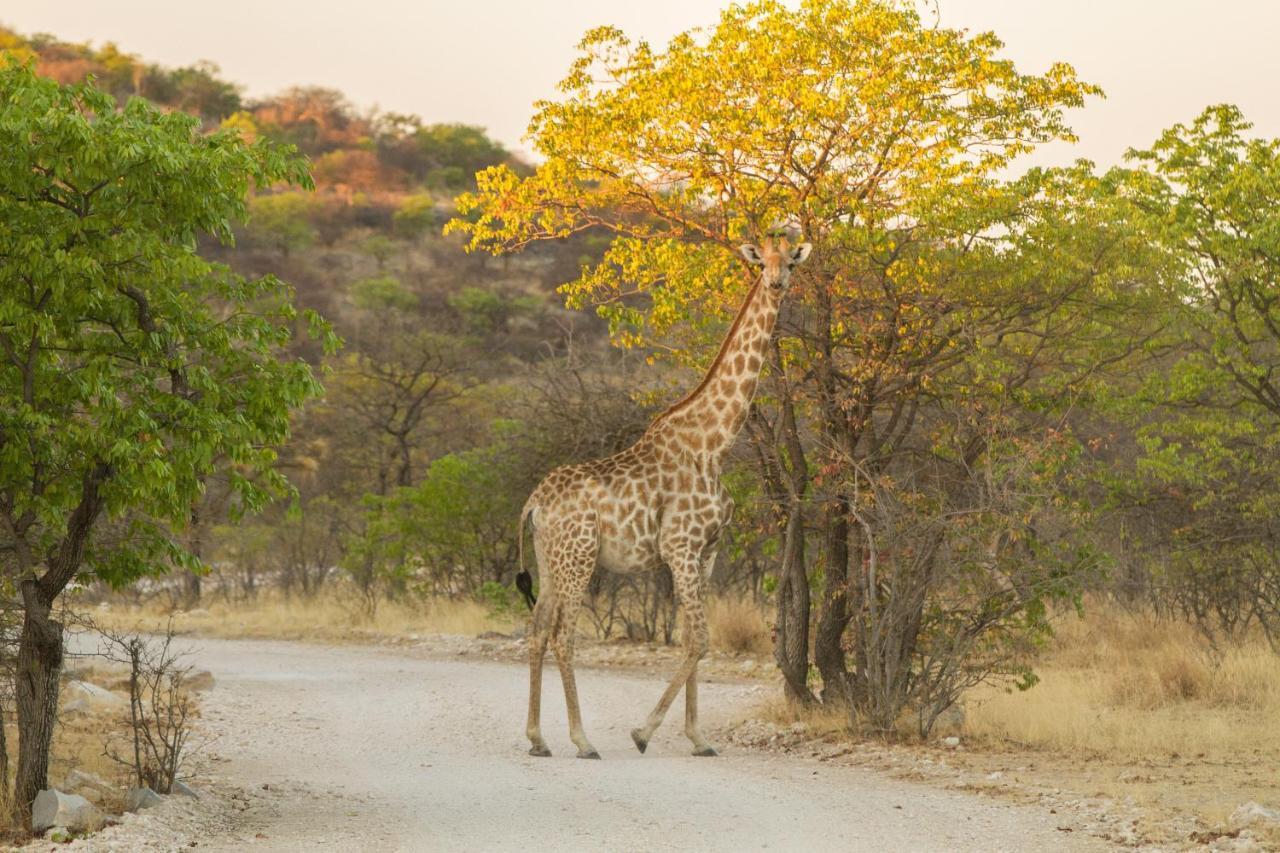 Eagle Tented Lodge & Spa オカウクエジョ エクステリア 写真
