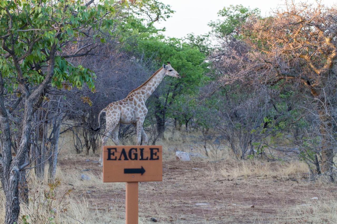 Eagle Tented Lodge & Spa オカウクエジョ エクステリア 写真